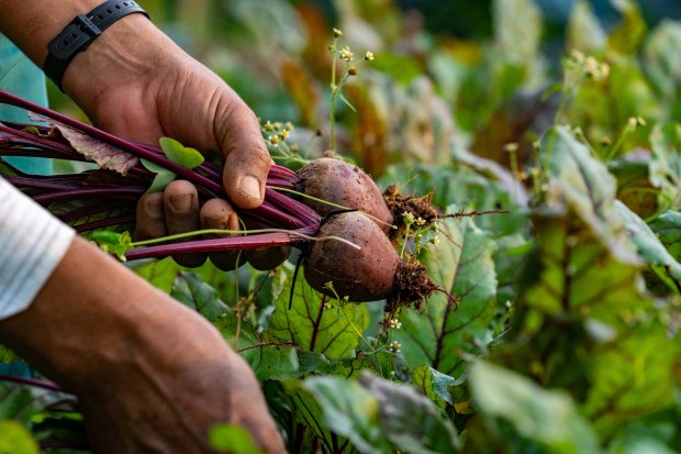 agricultura_familiar_hortalicas_20190726_1542967384.jpg